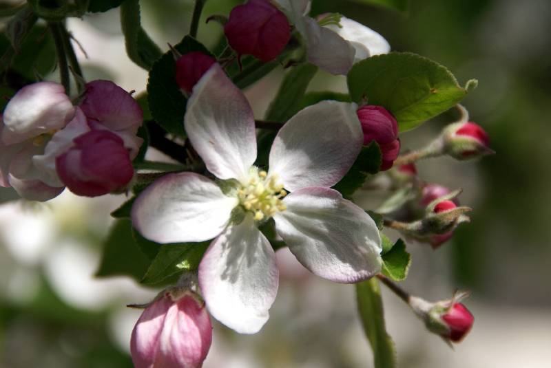 Unser Orchideenpark Bild Nr.042